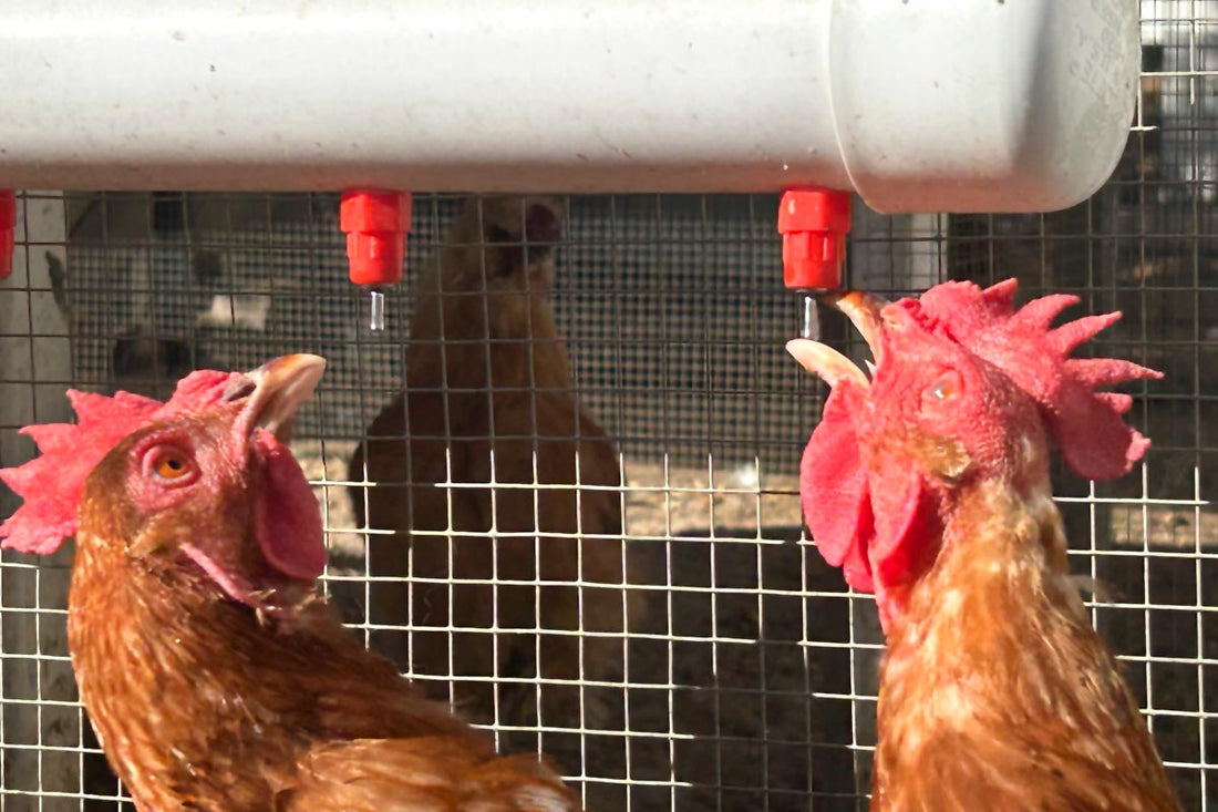 Teach Your Chickens to Drink From a Fountain