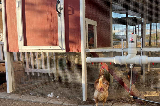 Building a Backyard Chicken Coop
