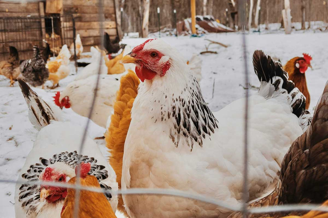 Keeping Your Flock Warm During Winter